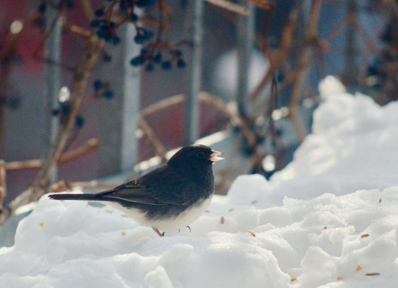 Doing my thing in the snow.